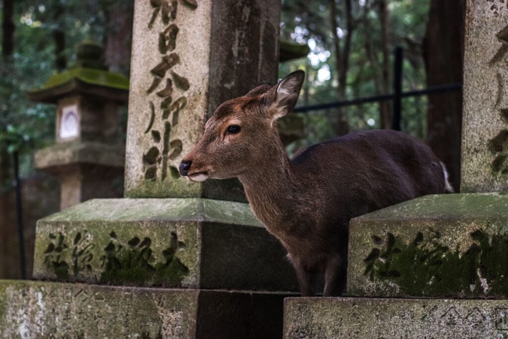 Les Cerfs Sika : Messagers des Dieux